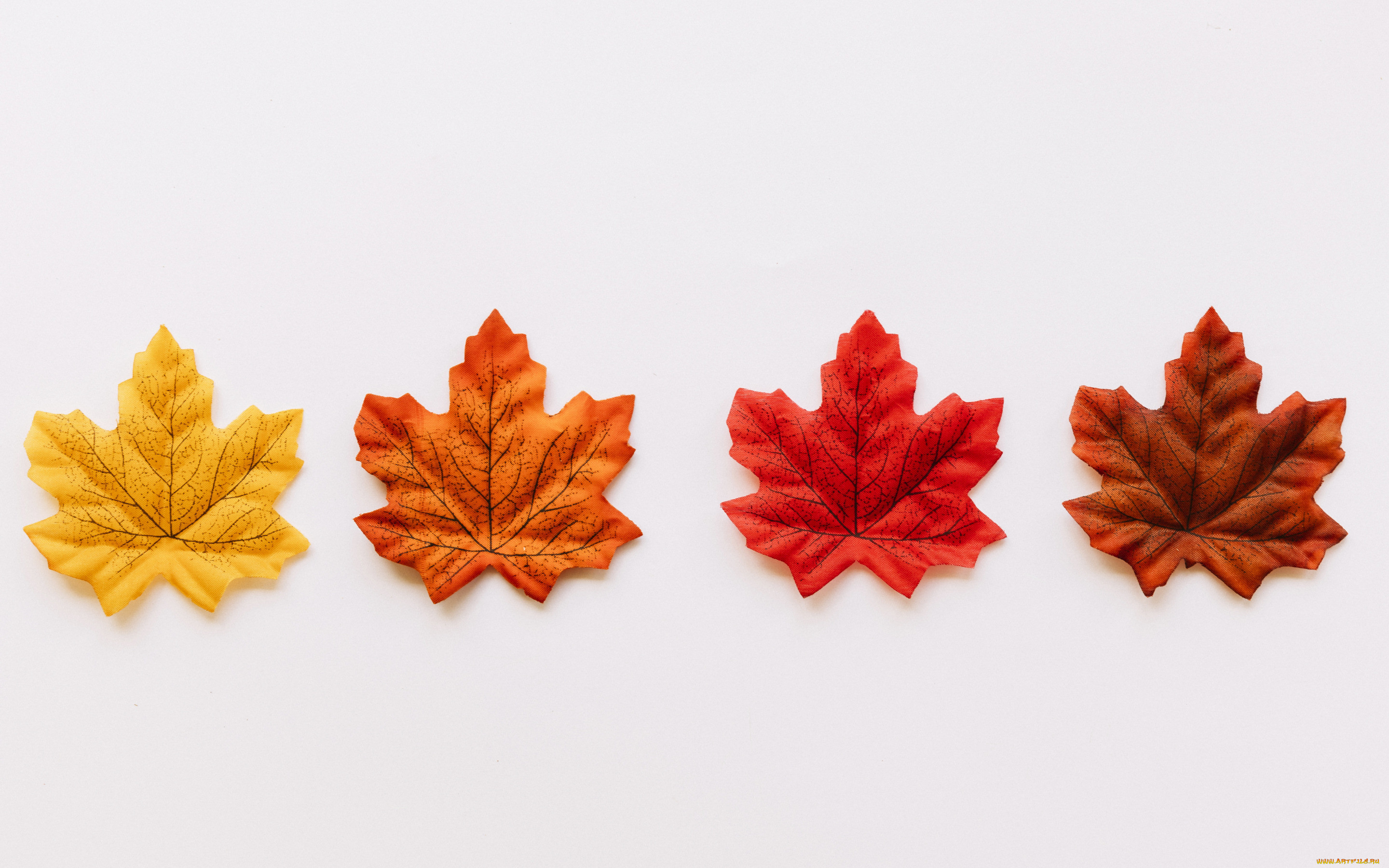 , ,  ,  , colorful, , , maple, , , background, autumn, leaves